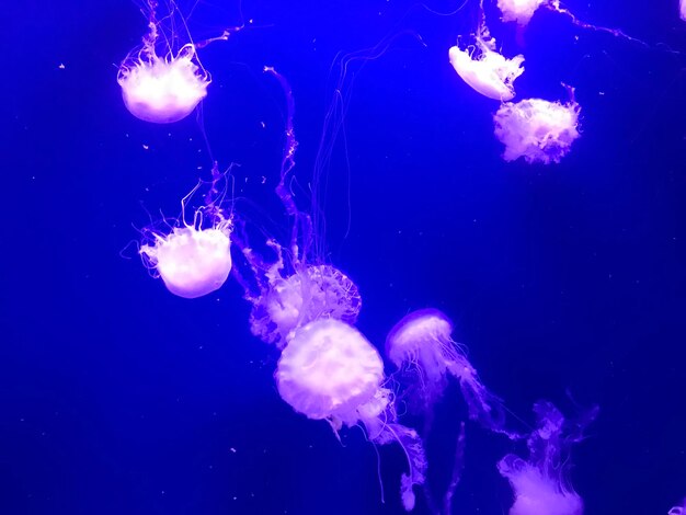 Photo close-up of jellyfishes swimming in sea