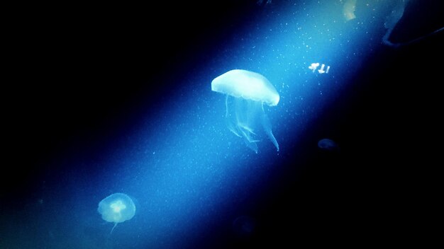 Photo close-up of jellyfishes swimming underwater