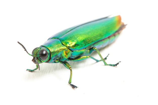 Close-up of jewel beetle insect