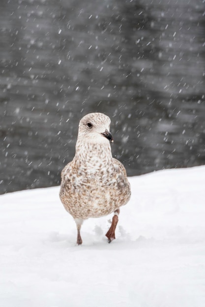 Close-up jonge meeuw wandelingen in de sneeuw Vogels in de winter Jonge meeuw in de sneeuw Concept van de Internationale Dag van de Vogels