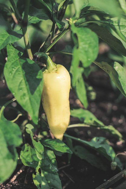 Close-up jonge paprika's groeien op een struik in de tuin. Bulgaarse of paprikaplanten. Ondiepe scherptediepte.