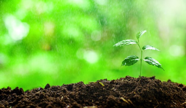 Close-up Jonge plant groeit met regen waterdruppel over groen en ochtendzon