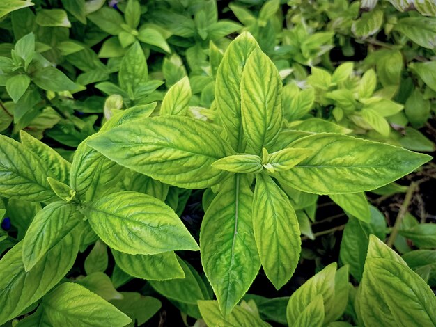 Close-up Jonge verse groene planten in het park