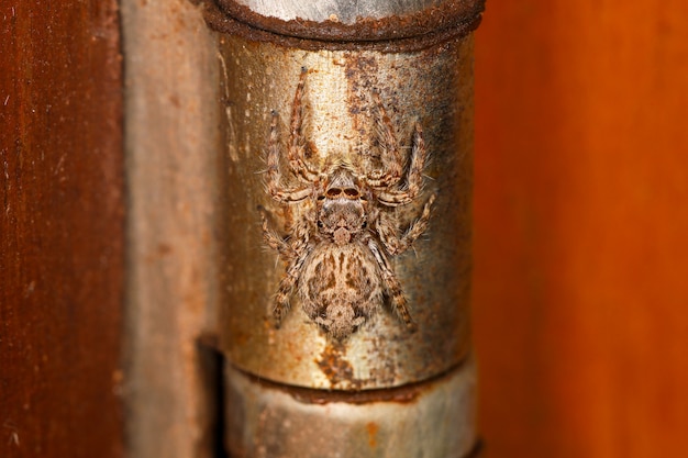 Закройте паука прыжок на стальной двери дома