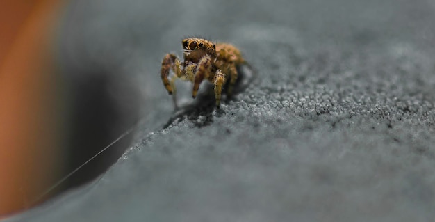 Photo close-up of jumping spider on fabric