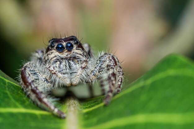Photo close up of jumping spider on leaf with nature background