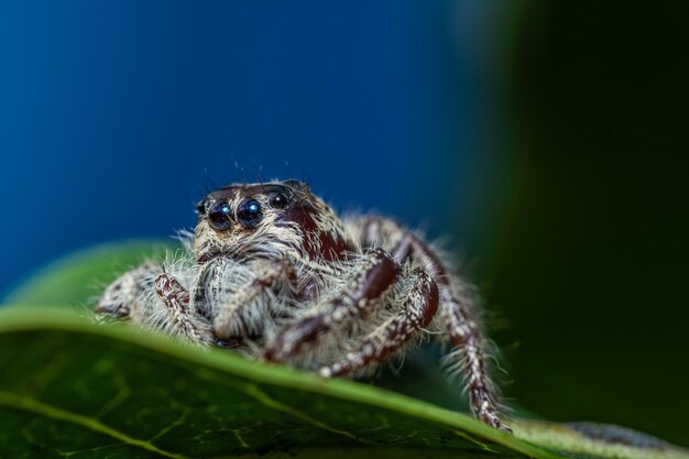 Close up of jumping spider on leaf with nature background