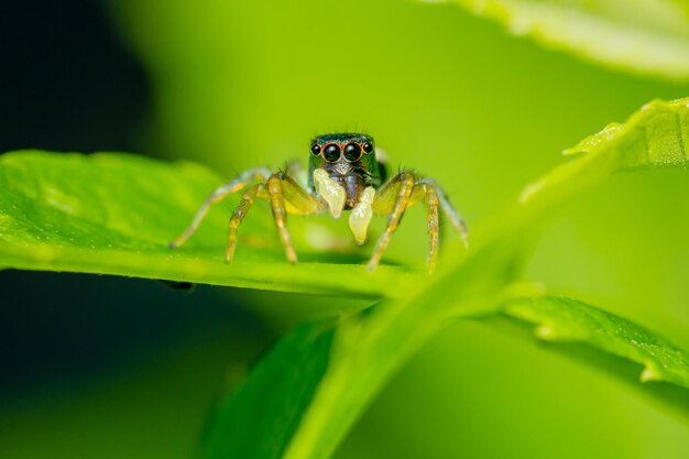 Close up of jumping spider on leaf with nature background