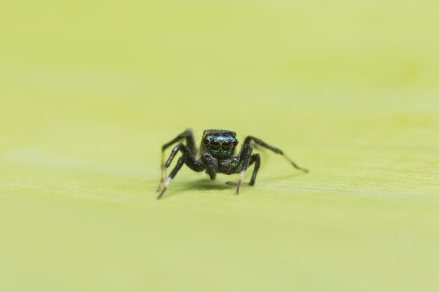 Photo close-up of jumping spider on leaf