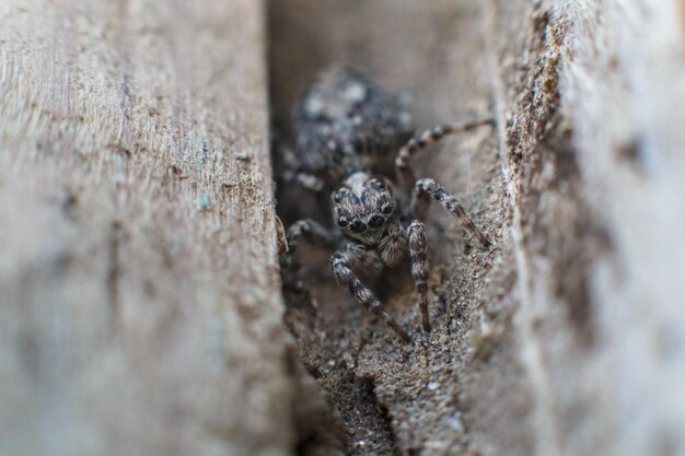 Foto close-up di un ragno che salta sul legno