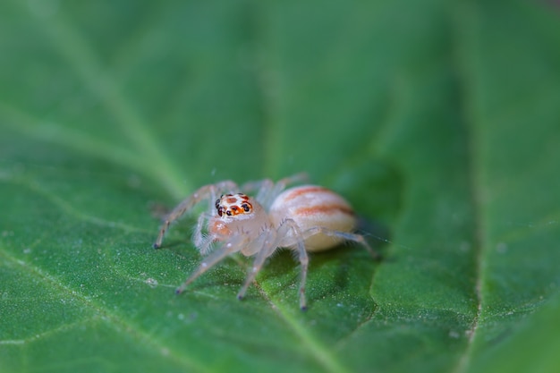 Close up Jumping Spider