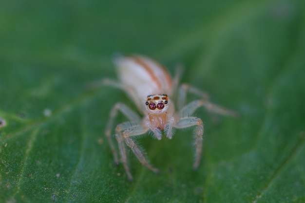 Close up Jumping Spider