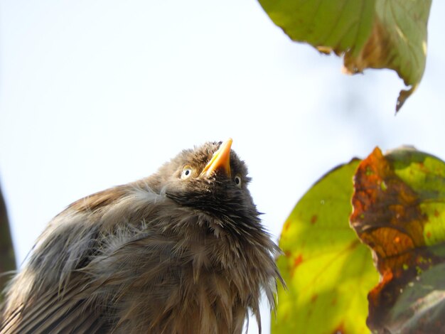 Photo close-up of a jungle babbler bird against clear sky