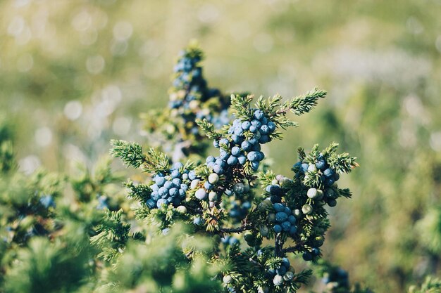 Foto un primo piano delle bacche di ginepro in natura