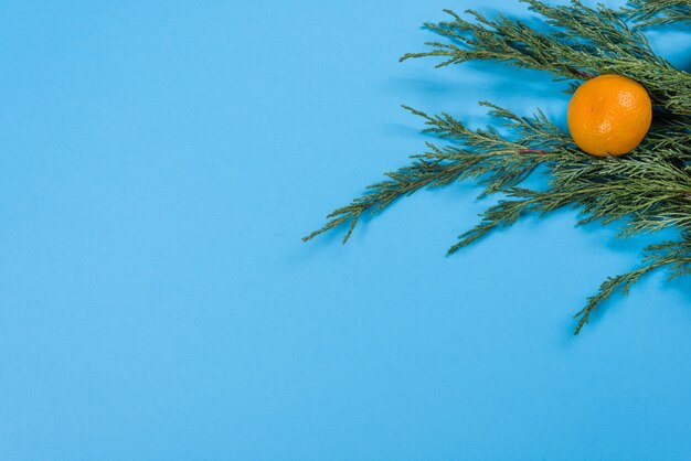 Close up of juniper branches and mandarins 