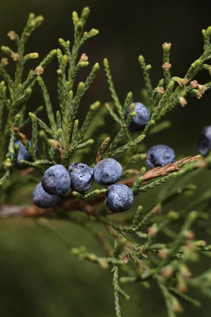 Foto un primo piano di un ginepro con bacche blu su di esso