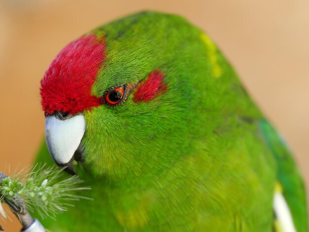 Photo close-up of kakariki