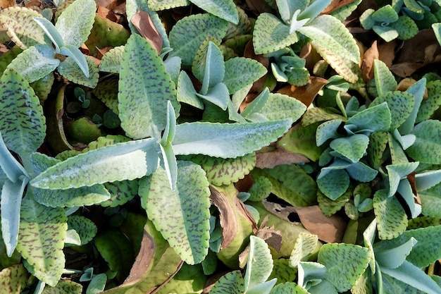 Primo piano di piante succulente kalanchoe humilis