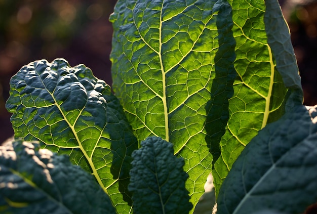 A close up of a kale plant with the green leaf in the background.