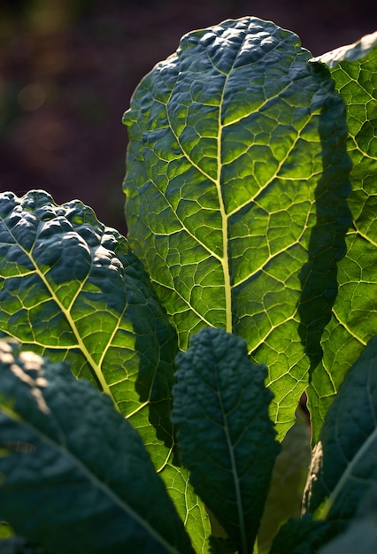 葉脈が見える緑の葉を持つケール植物の接写。