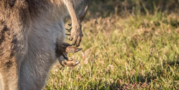 野原でのカンガルーのクローズアップ