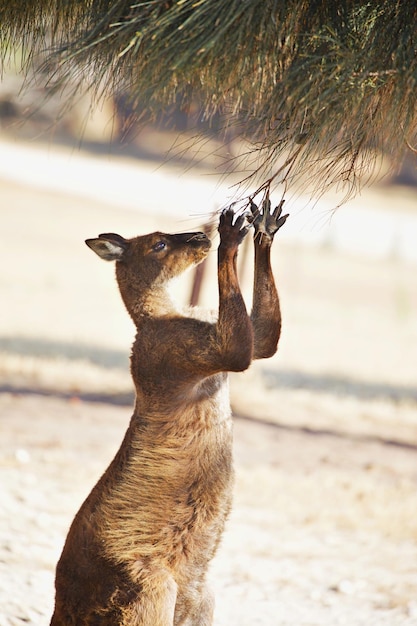 Клоуз-ап кенгуру на поле