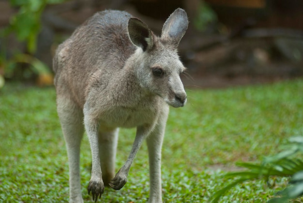 草原 の 上 の カンガルー の クローズアップ