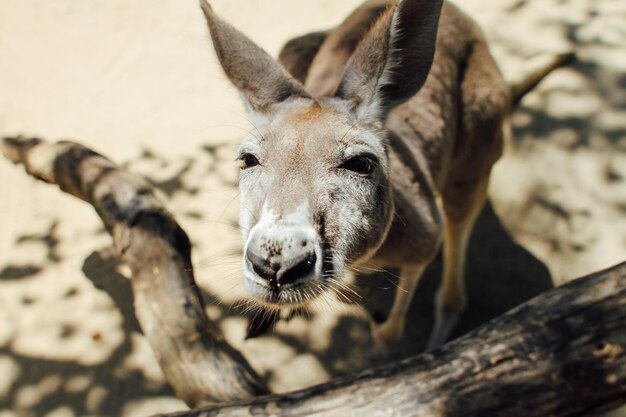 Photo close-up of kangaroo looking at camera