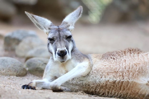 陸上でリラックスしているカンガルーのクローズアップ
