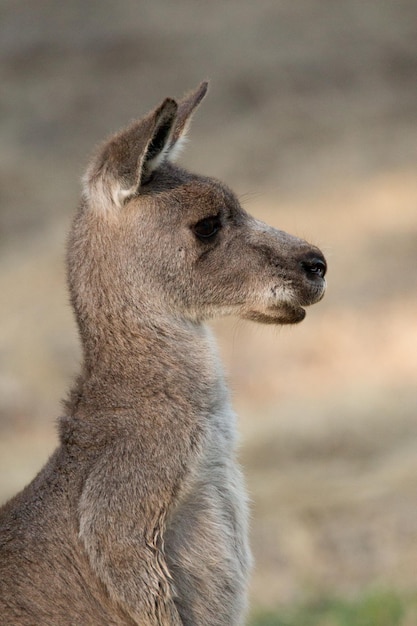 カンガルーのクローズアップ