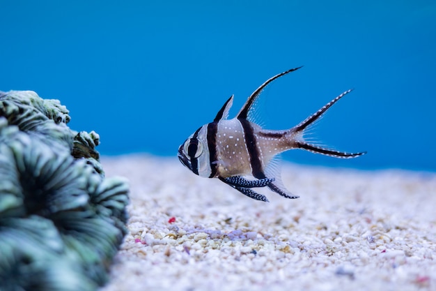 Foto chiuda in su del cardinalfish di kaudern o del cardinalfish di longfin all'oceano della tailandia