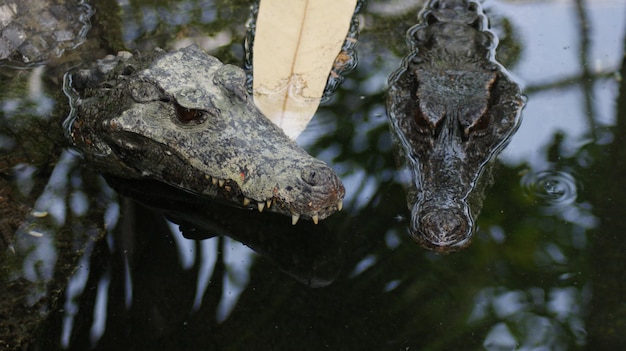 close-up of kaymans in water