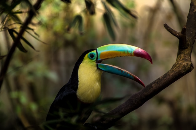 Close up of a keel-billed toucan (Ramphastos sulfuratus)