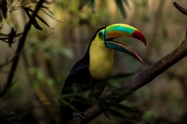 Foto primo piano di un tucano chiglia (ramphastos sulfuratus)