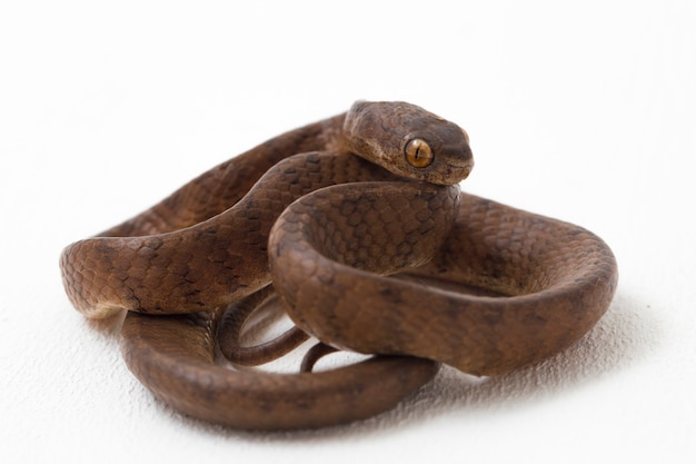 Close-up of Keeled slug-eating snake