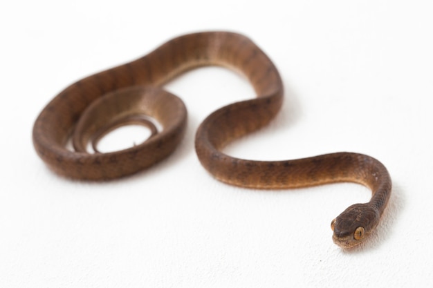 Close-up of Keeled slug-eating snake