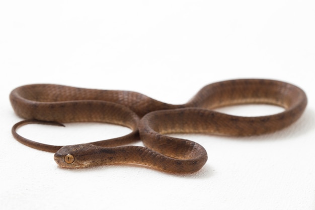 Close-up of Keeled slug-eating snake