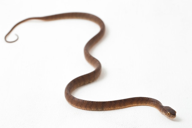 Close-up of Keeled slug-eating snake