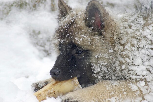 Foto close-up di un keeshond su un campo innevato