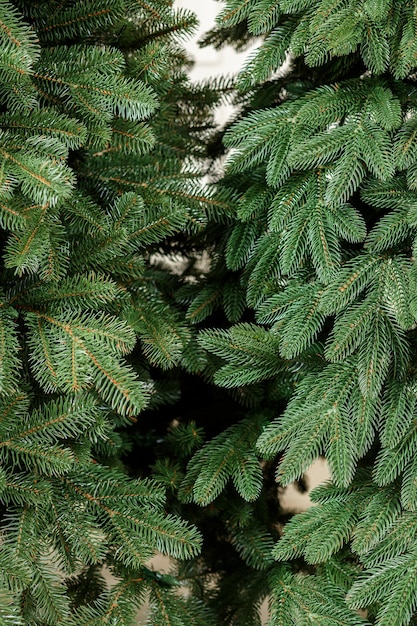 Close-up kerstboom zonder speelgoed. Goede nieuwjaarsgeest. Takken van een groene kerstboom close-up