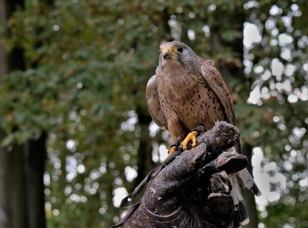 Photo close-up of kestrel perching on a glove