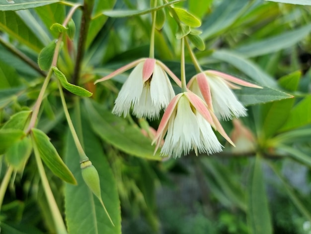 Close-up Khrai yoi of Elaeocarpus grandiflorus in de tuin