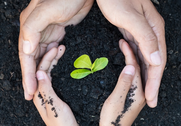 Close up Kid hand planting young tree