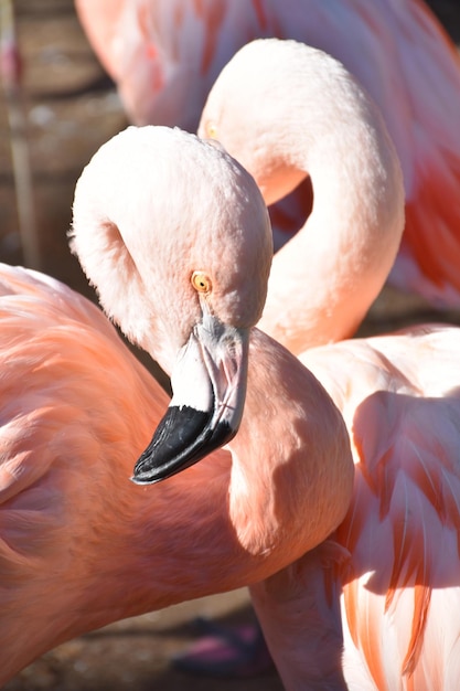 Close-up kijken naar het hoofd van een roze flamingo-vogel.