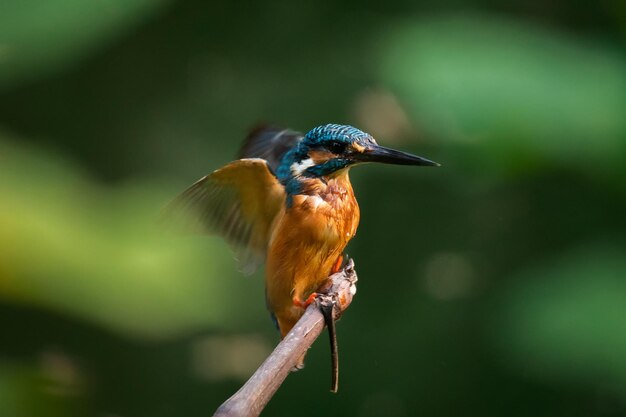 Photo close-up of king fisher perching on a branch