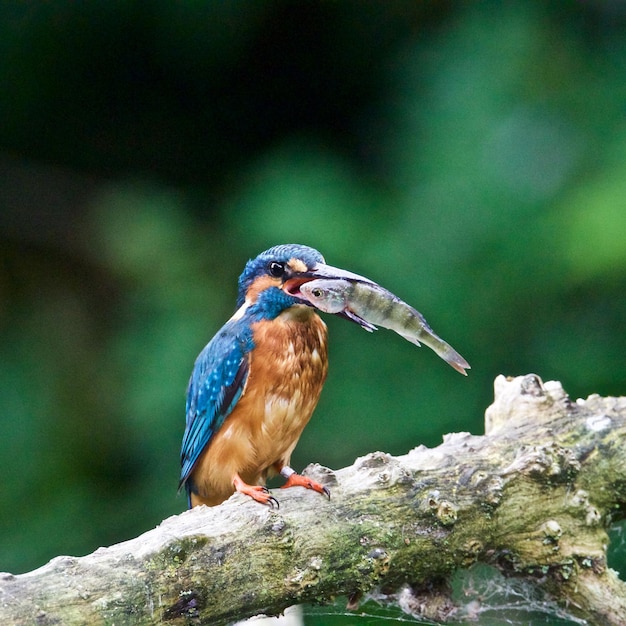 Close-up of kingfisher carrying fish while perching on branch