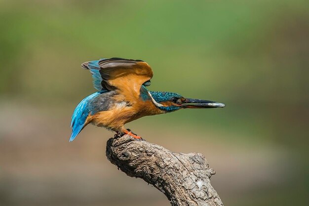 Foto prossimo piano di un pescatore che si trova su un ramo