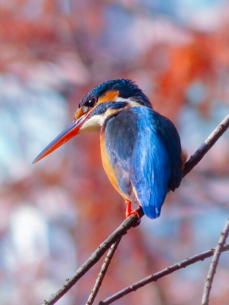 Photo close-up of kingfisher perching on branch