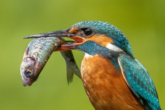 Photo close-up of kingfisher