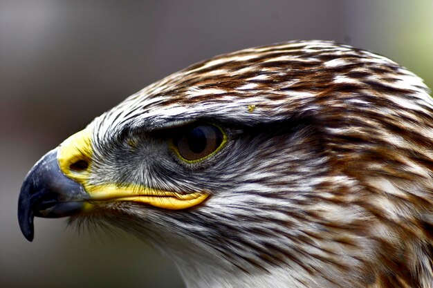 Photo close-up of kite